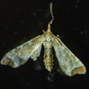 Unidentified Pyralid or Snout Moth (Pyralidae & Crambidae) (TBC) at suppressed by Aussiegall