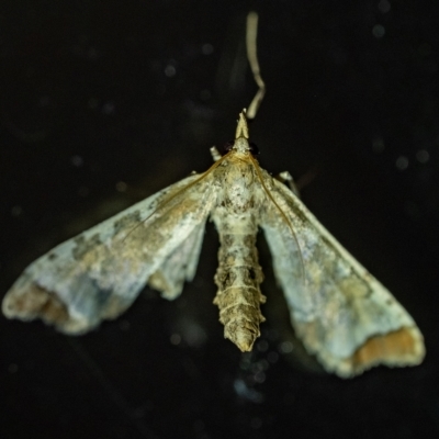 Sceliodes cordalis at Penrose, NSW - 28 Feb 2023 by Aussiegall