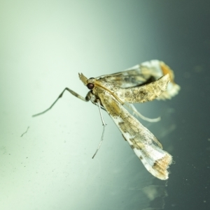 Sceliodes cordalis at Penrose, NSW - suppressed