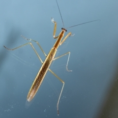 Archimantis latistyla (Stick Mantis, Large Brown Mantis) at Penrose - 2 Mar 2023 by Aussiegall