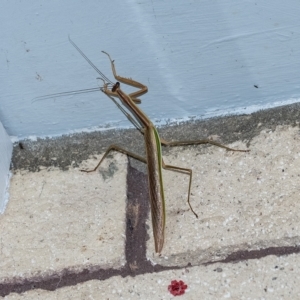 Archimantis latistyla at suppressed - 2 Mar 2023