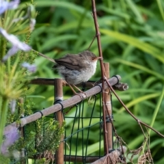 Malurus cyaneus (Superb Fairywren) at Penrose - 2 Mar 2023 by Aussiegall