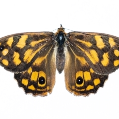 Heteronympha paradelpha (Spotted Brown) at Penrose, NSW - 3 Mar 2023 by Aussiegall