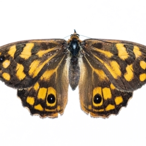 Heteronympha paradelpha at Penrose, NSW - 3 Mar 2023