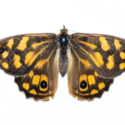 Heteronympha paradelpha (Spotted Brown) at Wingecarribee Local Government Area - 3 Mar 2023 by Aussiegall