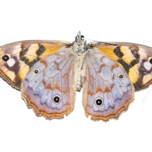 Heteronympha paradelpha at Penrose, NSW - 3 Mar 2023 05:08 PM