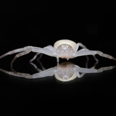 Thomisus spectabilis (Spectacular Crab Spider) at Wellington Point, QLD by TimL