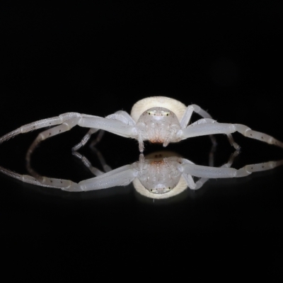 Thomisus spectabilis at Wellington Point, QLD - 24 Feb 2023 by TimL