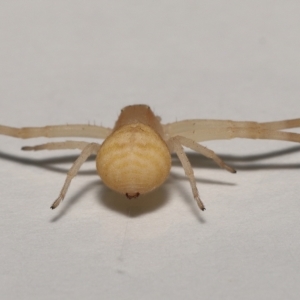 Thomisus spectabilis at Wellington Point, QLD - suppressed
