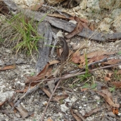 Liopholis whitii (White's Skink) at Namadgi National Park - 3 Mar 2023 by GirtsO