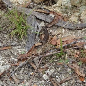 Liopholis whitii at Cotter River, ACT - 3 Mar 2023