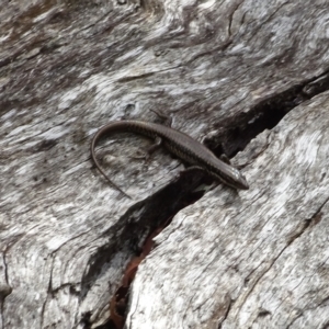 Eulamprus heatwolei at Cotter River, ACT - 3 Mar 2023 12:56 PM