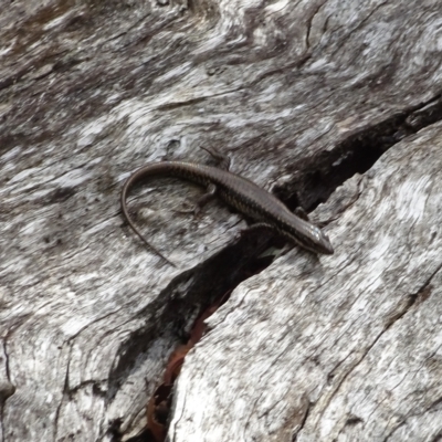 Eulamprus heatwolei (Yellow-bellied Water Skink) at Namadgi National Park - 3 Mar 2023 by GirtsO