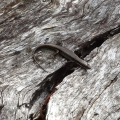 Eulamprus heatwolei (Yellow-bellied Water Skink) at Cotter River, ACT - 3 Mar 2023 by GirtsO