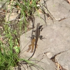 Intellagama lesueurii howittii (Gippsland Water Dragon) at Namadgi National Park - 3 Mar 2023 by GirtsO