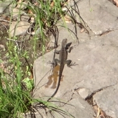 Intellagama lesueurii howittii (Gippsland Water Dragon) at Cotter River, ACT - 3 Mar 2023 by GirtsO