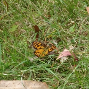 Heteronympha penelope at Cotter River, ACT - 3 Mar 2023