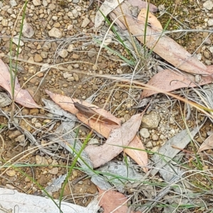 Goniaea australasiae at Cotter River, ACT - 3 Mar 2023 11:08 AM