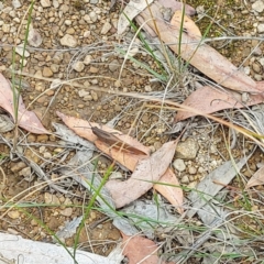 Goniaea australasiae (Gumleaf grasshopper) at Namadgi National Park - 3 Mar 2023 by GirtsO
