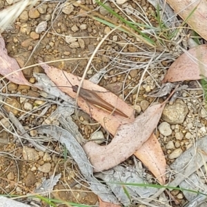 Goniaea australasiae at Cotter River, ACT - 3 Mar 2023