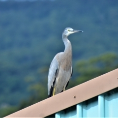 Egretta novaehollandiae (White-faced Heron) at Jamberoo, NSW - 3 Mar 2023 by plants