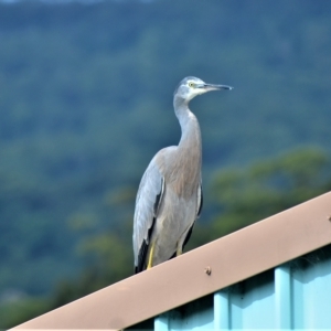 Egretta novaehollandiae at Jamberoo, NSW - 3 Mar 2023