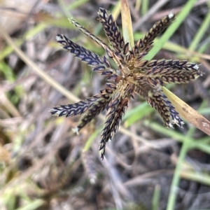 Cyperus sanguinolentus at Wollogorang, NSW - 3 Mar 2023