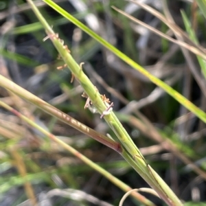 Hemarthria uncinata at Wollogorang, NSW - 3 Mar 2023