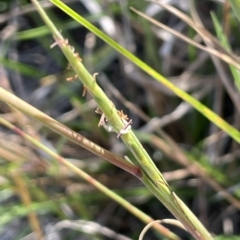 Hemarthria uncinata (Matgrass) at Wollogorang, NSW - 3 Mar 2023 by JaneR