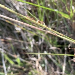 Hemarthria uncinata at Wollogorang, NSW - 3 Mar 2023