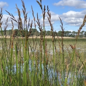 Lepidosperma longitudinale at Wollogorang, NSW - 3 Mar 2023