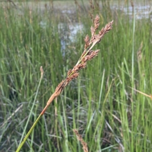 Lepidosperma longitudinale at Wollogorang, NSW - 3 Mar 2023