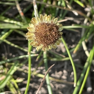 Coronidium gunnianum at Wollogorang, NSW - 3 Mar 2023