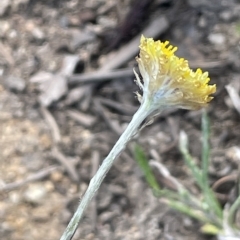 Coronidium gunnianum at Wollogorang, NSW - 3 Mar 2023 04:25 PM