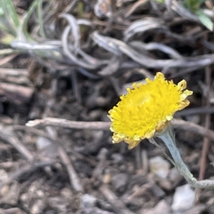 Coronidium gunnianum at Wollogorang, NSW - 3 Mar 2023