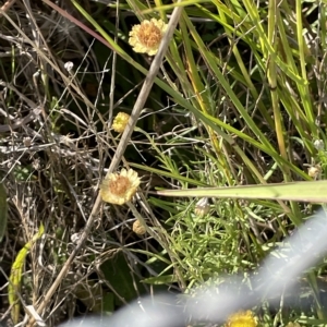 Coronidium gunnianum at Wollogorang, NSW - 3 Mar 2023