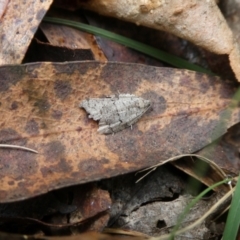 Meritastis lythrodana (A tortrix or leafroller moth) at QPRC LGA - 3 Mar 2023 by arjay