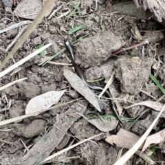 Hemiergis talbingoensis (Eastern Three-toed Earless Skink) at Aranda, ACT - 4 Mar 2023 by KMcCue
