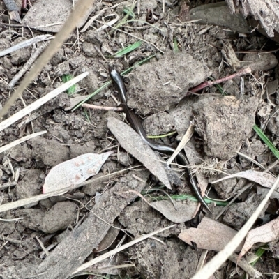Hemiergis talbingoensis (Eastern Three-toed Earless Skink) at Aranda, ACT - 4 Mar 2023 by KMcCue