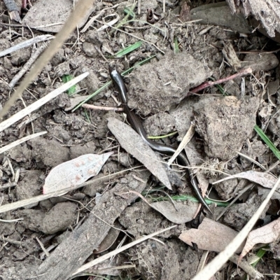 Hemiergis talbingoensis (Three-toed Skink) at Aranda, ACT - 3 Mar 2023 by KMcCue