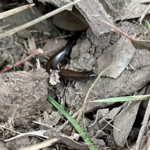 Hemiergis talbingoensis at Aranda, ACT - 4 Mar 2023