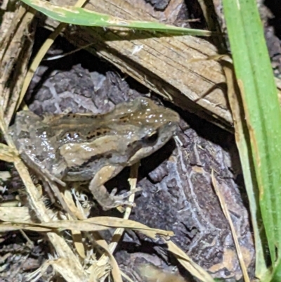 Crinia signifera (Common Eastern Froglet) at Thurgoona, NSW - 3 Mar 2023 by ChrisAllen