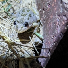 Limnodynastes tasmaniensis (Spotted Grass Frog) at Albury - 3 Mar 2023 by ChrisAllen