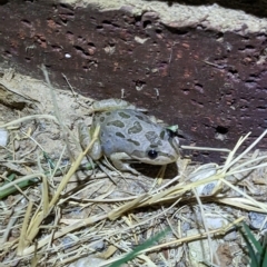 Limnodynastes tasmaniensis at Thurgoona, NSW - 3 Mar 2023 10:46 PM