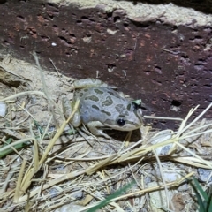 Limnodynastes tasmaniensis at Thurgoona, NSW - 3 Mar 2023