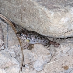 Limnodynastes tasmaniensis (Spotted Grass Frog) at Albury - 3 Mar 2023 by ChrisAllen