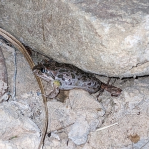 Limnodynastes tasmaniensis at Thurgoona, NSW - 3 Mar 2023