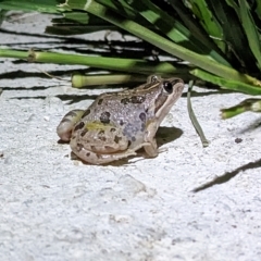 Limnodynastes tasmaniensis (Spotted Grass Frog) at Thurgoona, NSW - 3 Mar 2023 by ChrisAllen