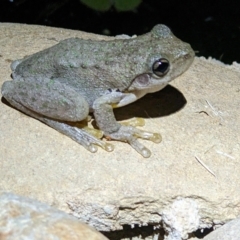 Litoria peronii (Peron's Tree Frog, Emerald Spotted Tree Frog) at Albury - 3 Mar 2023 by ChrisAllen