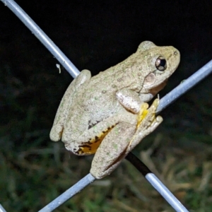 Litoria peronii at Thurgoona, NSW - 3 Mar 2023 10:36 PM